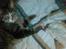 Huskat Charlie R.I.P