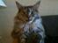Maine Coon Mischa