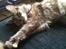 Maine Coon Mischa