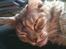Maine Coon Mischa
