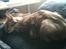 Maine Coon Mischa