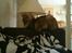 Maine Coon Mischa