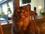 Maine Coon Mischa