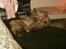 Maine Coon Mischa