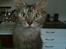 Maine Coon Mischa