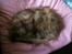 Maine Coon Mischa