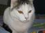 Huskat Mis