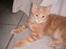 Maine Coon Garfield - Læg mærke til hans poter :)