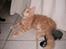 Maine Coon Garfield