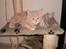 Maine Coon Garfield
