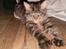 Maine Coon Simba