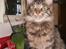 Maine Coon Simba