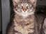 Maine Coon Simba - Smukke kat <3