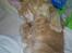 Maine Coon Garfield