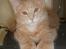 Maine Coon Garfield - Smukke kat :D