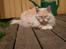 Maine Coon Kiss Me R.I.P :'(