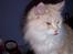 Maine Coon Kiss Me R.I.P :'(