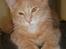 Maine Coon Garfield