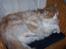 Maine Coon Kiss Me R.I.P :'( - Hun ligger bagerst :P 