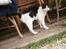 Huskat Figaro