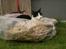 Huskat Figaro - Her ligger man godt :)