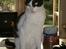 Huskat Figaro