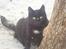 Huskat Black Jack <3 R.I.P.