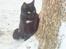 Huskat Black Jack <3 R.I.P.