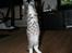 Blanding af racer Leo(pard) *solgt*