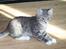 Blanding af racer Leo(pard) *solgt*