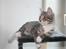 Blanding af racer Leo(pard) *solgt*