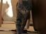 Blanding af racer Leo(pard) *solgt*