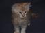 Maine Coon Samson