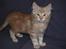 Maine Coon Samson