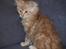 Maine Coon Samson