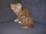 Maine Coon Samson