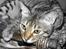 Bengal hayley