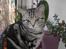 British Shorthair Gustav - Nu 5 mdr....