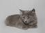 Blanding af racer Norsk skov kat Balou - ca. 13 uger