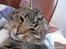 Huskat Arthur.  †rest in peace†