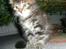 Maine Coon Simba