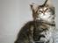 Maine Coon Simba