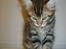 Maine Coon Simba