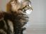 Maine Coon Simba