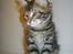 Maine Coon Simba