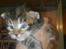 Maine Coon Simba