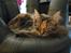 Maine Coon lykkekatte Lakota