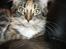 Maine Coon lykkekatte Lakota