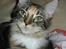 Maine Coon lykkekatte Lakota