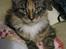 Maine Coon lykkekatte Lakota